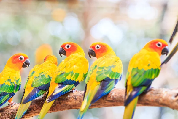 Barevné papoušky Conure — Stock fotografie