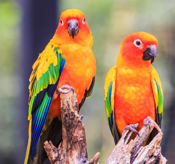 Kolorowe papugi Conure — Zdjęcie stockowe