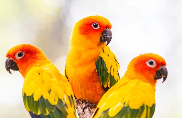 Barevné papoušky Conure — Stock fotografie