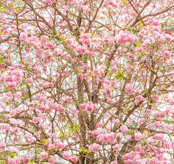 Tabebuia rosea flowers — Stock Photo, Image