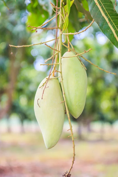 Fruta de mango verde — Foto de Stock
