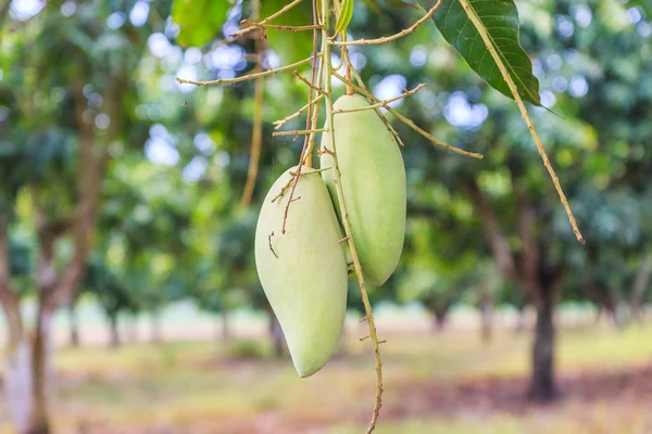 Zelené mango ovoce — Stock fotografie
