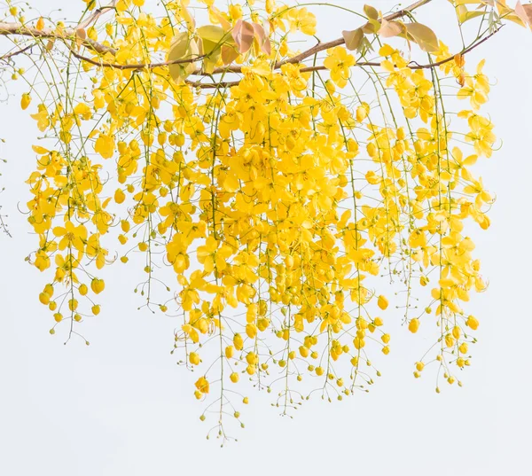 Cassia fistula blommor — Stockfoto