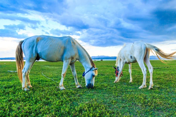 Paarden op de weide grazen — Stockfoto