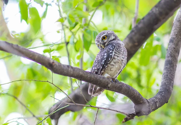 Uil wilde vogels — Stockfoto