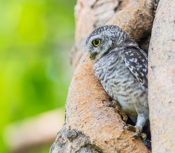 Aves selvagens de coruja — Fotografia de Stock