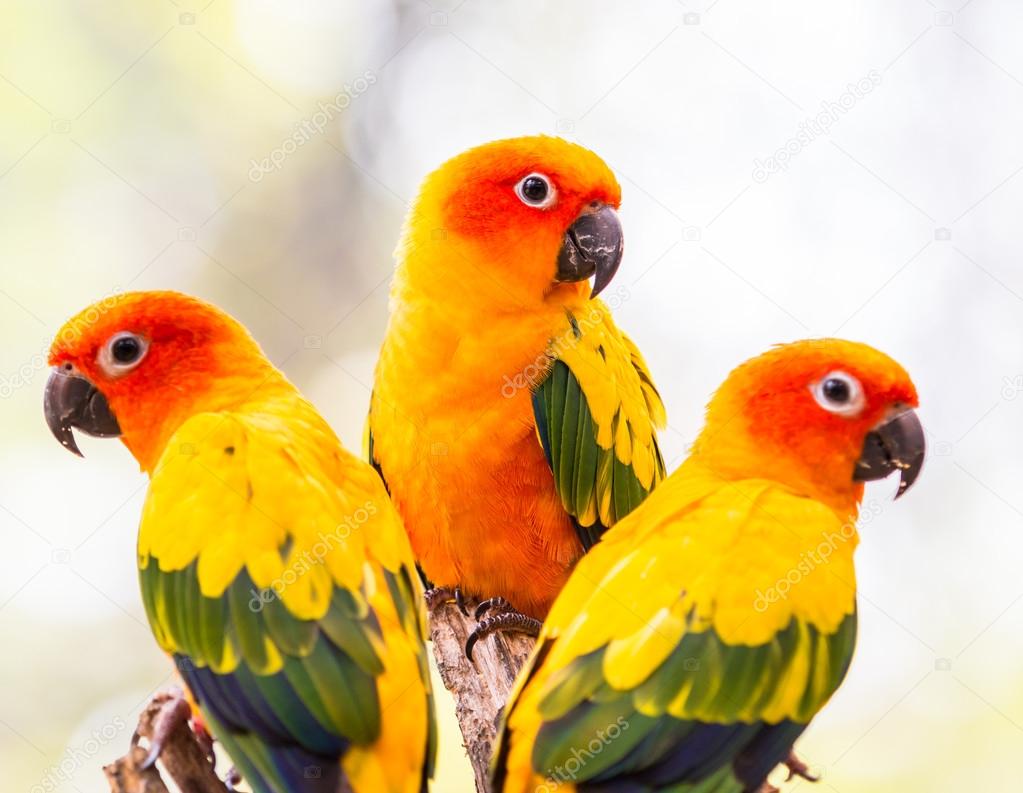 colorful Conure Parrots
