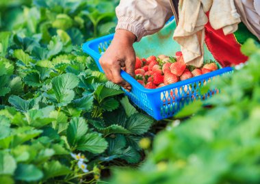 Alt malzeme çekme çilek