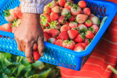 Alt malzeme çekme çilek