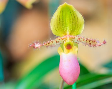 güzel renkli orkide