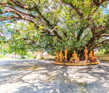 Buda Bodhi ağacı Vientiane altında