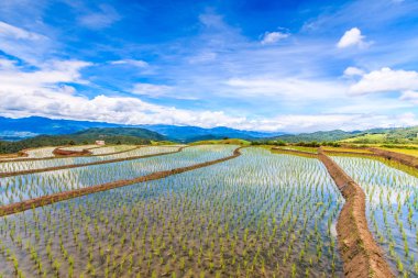Paddy - Tayland pirinç tarlaları