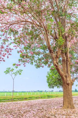 pembe çiçekler tabebuia rosea çiçeği