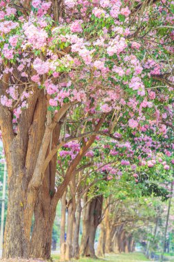 pembe çiçekler tabebuia rosea çiçeği