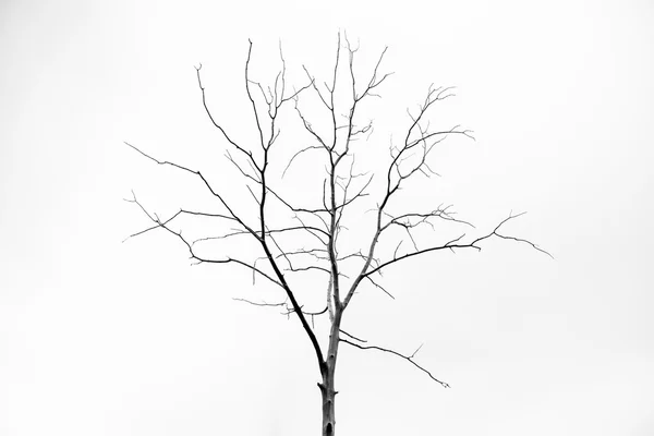 Ölü kurumuş ağaç — Stok fotoğraf