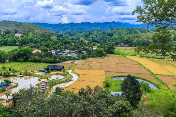 Risaia Paddy e villaggio — Foto Stock