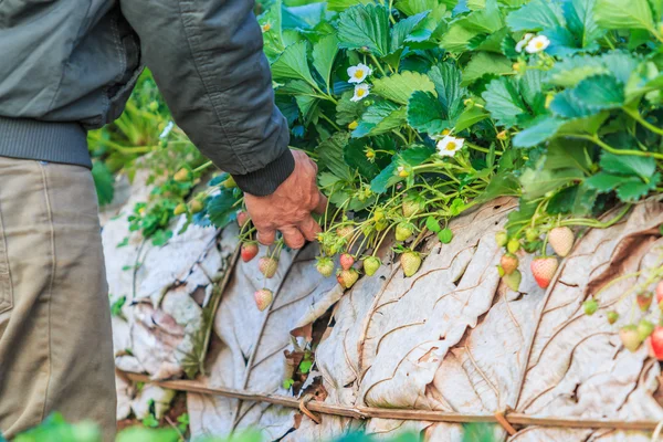 Arbetaren plocka jordgubbar — Stockfoto