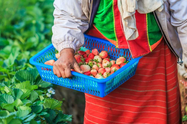 Trabajador recogiendo fresas — Foto de Stock