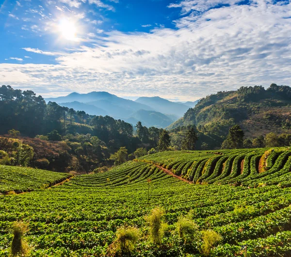 Erdbeergarten Chiang Mai, Thailand — Stockfoto