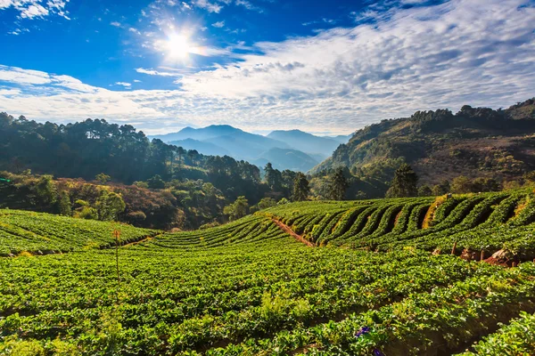 Strawberry trädgård Chiang Mai, Thailand — Stockfoto