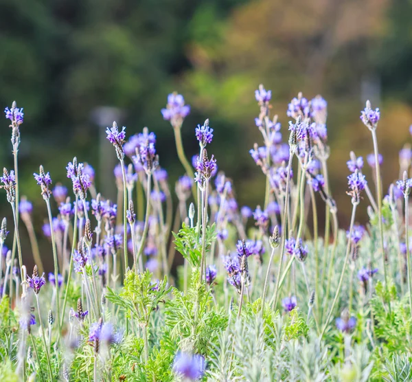 Лавандовые цветы Франции — стоковое фото