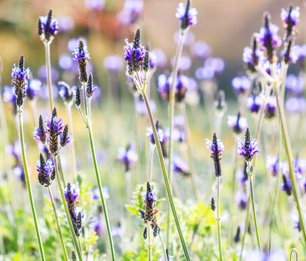 Flores de lavanda francesas — Fotografia de Stock