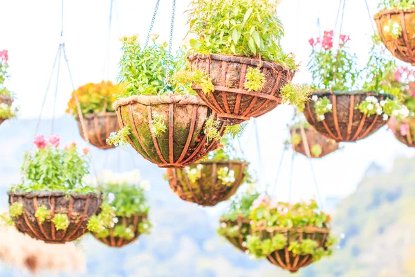 Baskets of beautiful flowers — Stock Photo, Image