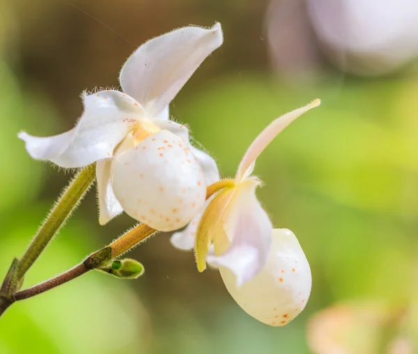 Красивые красочные орхидеи — стоковое фото