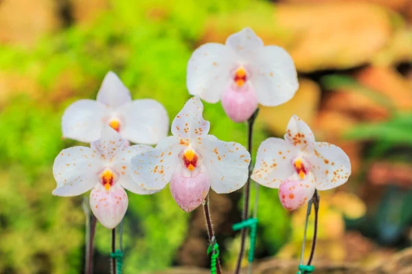 美しいカラフルな蘭の花 — ストック写真