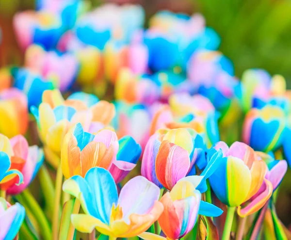 Fantasia tulipas coloridas — Fotografia de Stock