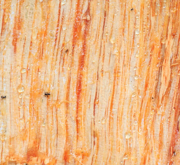 Textura de corteza de árbol — Foto de Stock