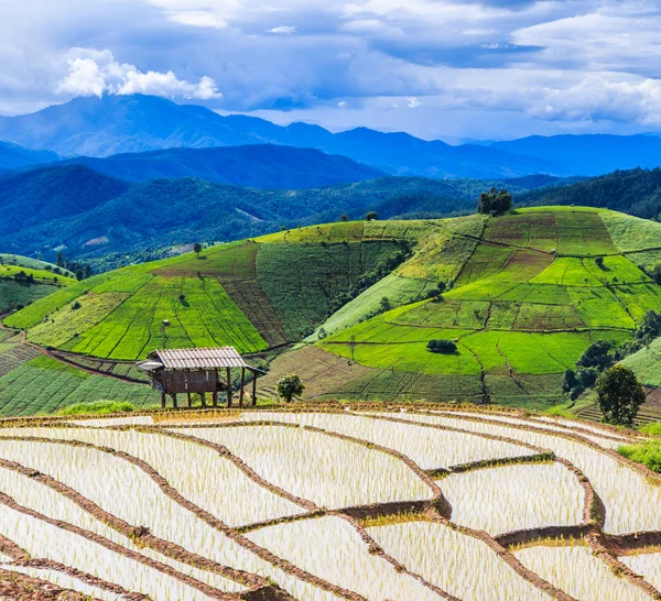 Paddy - campos de arroz em — Fotografia de Stock