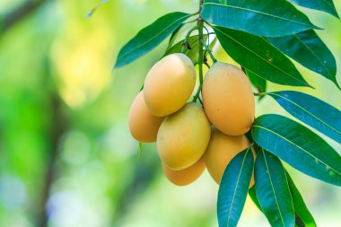 Olgun mango meyve