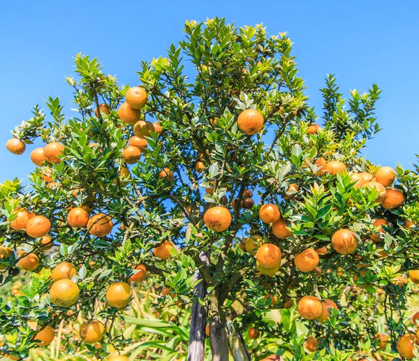 Naranjas maduras en un árbol — Foto de Stock