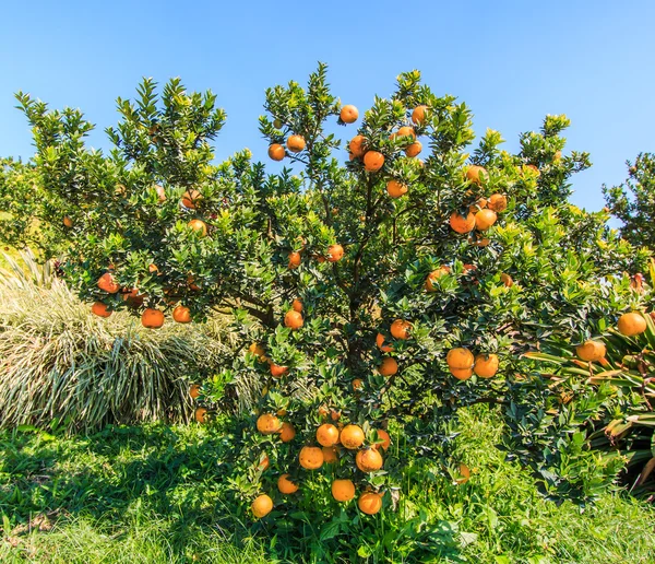 Ripe oranges on a tree — Stock Photo, Image