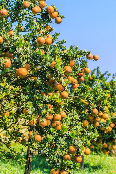 Ripe oranges on a tree — Stock Photo, Image