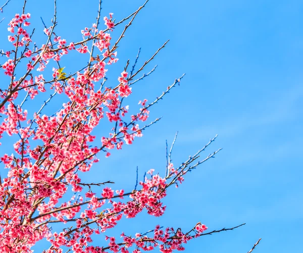 Sakura virágoznak, Thaiföld — Stock Fotó