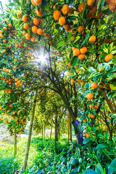 Laranjas maduras em uma árvore — Fotografia de Stock