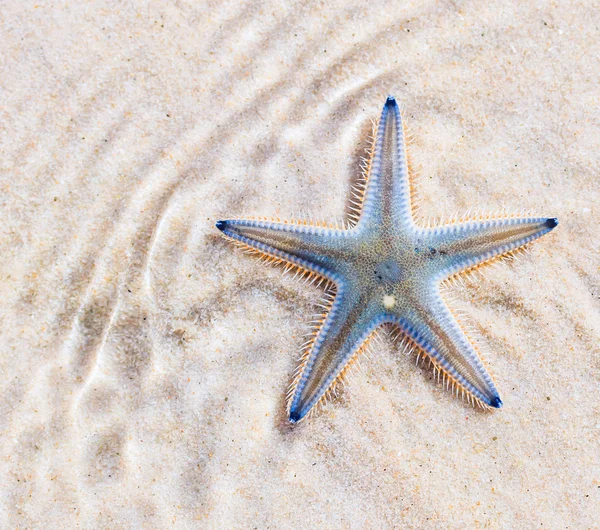 Aquatic Starfish on beach — Stock Photo, Image