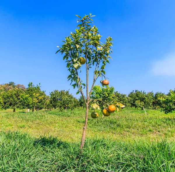 Laranjas maduras em uma árvore — Fotografia de Stock