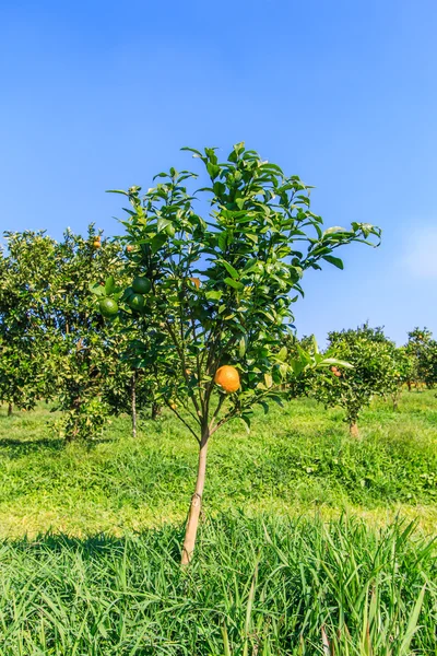 Zralé pomeranče na stromě — Stock fotografie