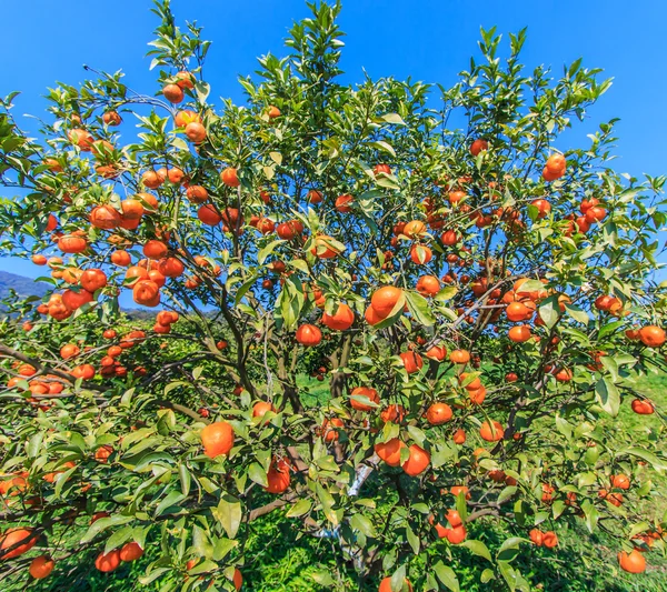 나무 위에 립 오렌지를 얹다 — 스톡 사진