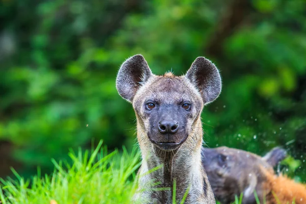 ハイエナの野生動物 — ストック写真