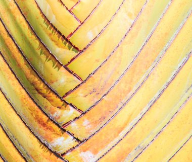 Ravenala bitki arka plan