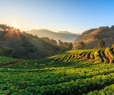 Doi Ang Khang, çilek Bahçe