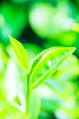 yeşil çay yaprakları