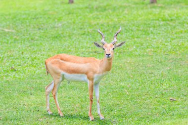 Thomson gazelle animal clipart