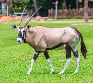 Gemsbok Antilobu (Oryx ceylanı)
