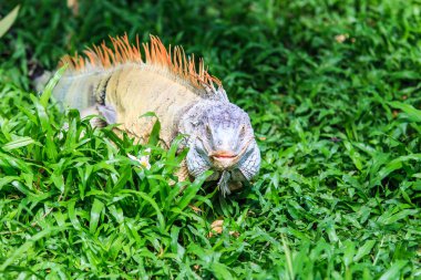 Hayvanat Bahçesi yeşil iguana