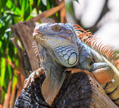 Hayvanat Bahçesi yeşil iguana